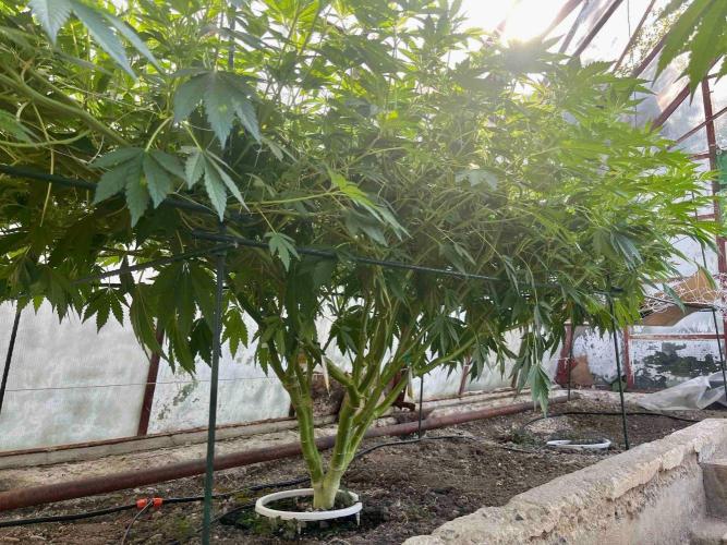 greenhouse26. Week 12 - Grape Diamonds #17 x Grandpa's Cookies #6