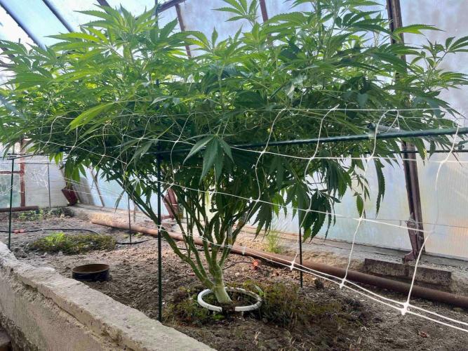 greenhouse26. Week 12 - xxx x Grandpa's Cookies #6