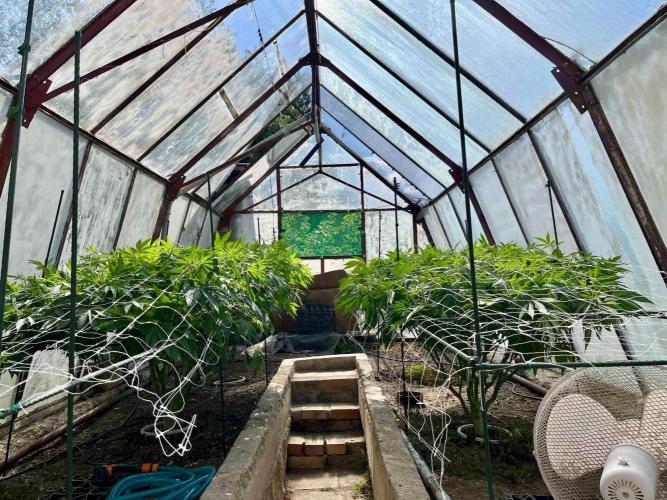 greenhouse26. Week 12