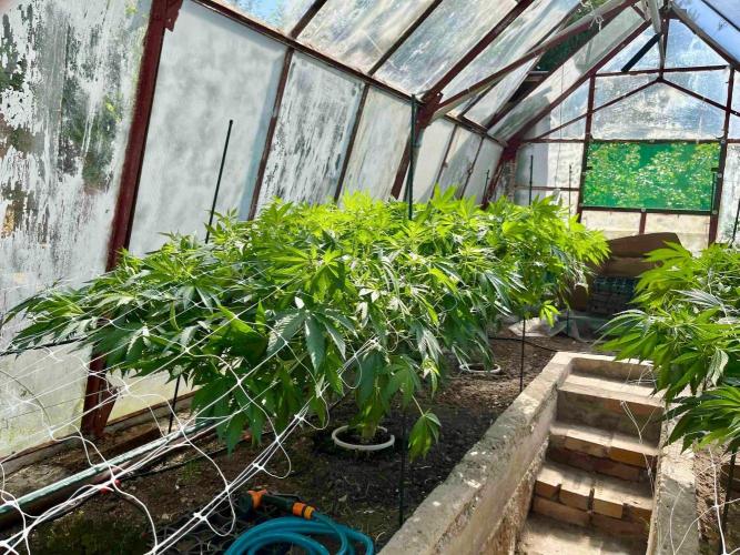 greenhouse26. Week 12 - Grape Diamonds #17 x Grandpa's Cookies #6