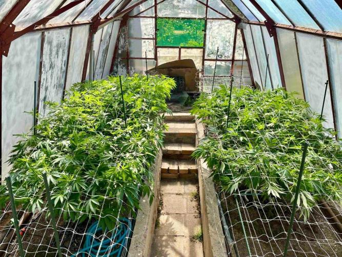 greenhouse26. Week 12