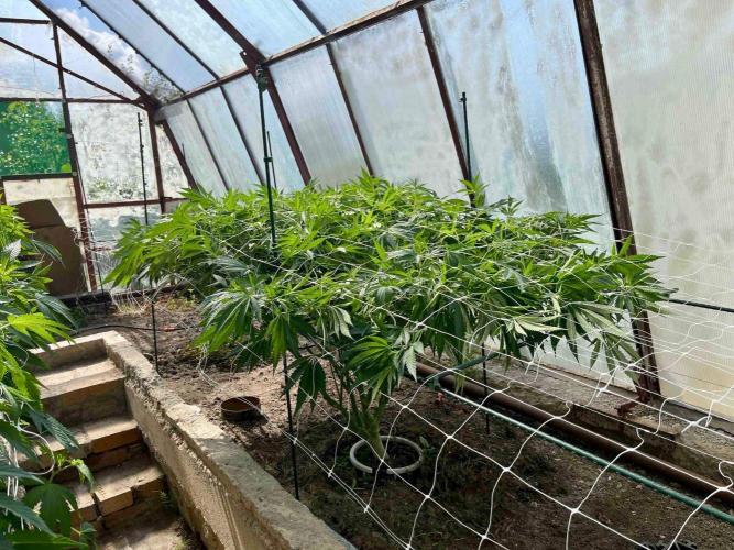 greenhouse26. Week 12 - xxx x Grandpa's Cookies #6