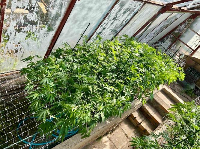 greenhouse26. Week 12 - Grape Diamonds #17 x Grandpa's Cookies #6