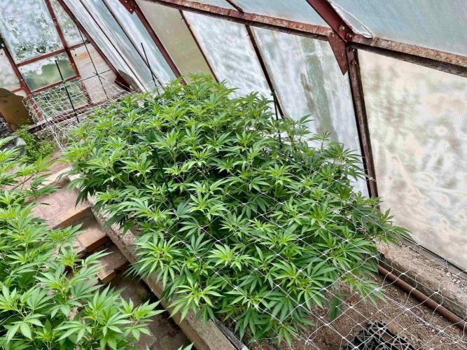 greenhouse26. Week 13 - xxx x Grandpa's Cookies #6