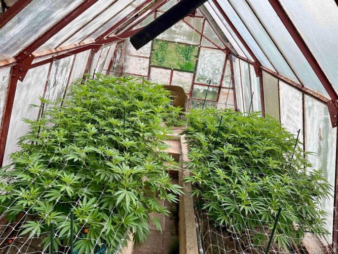 greenhouse26. Week 13