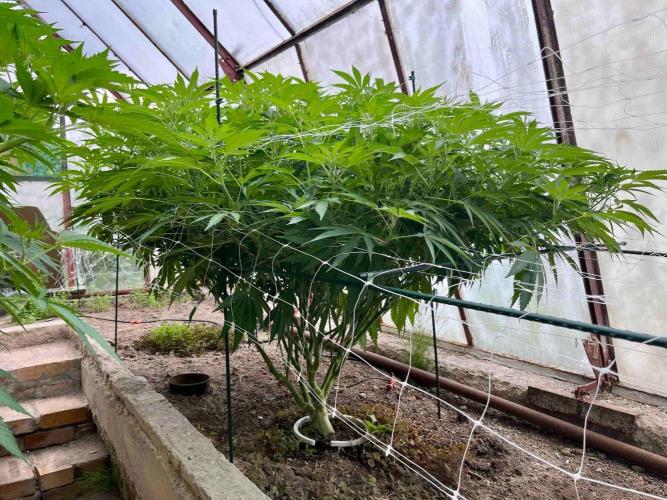 greenhouse26. Week 13 - xxx x Grandpa's Cookies #6