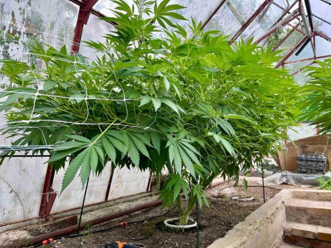 greenhouse26. Week 13 - Grape Diamonds #17 x Grandpa's Cookies #6