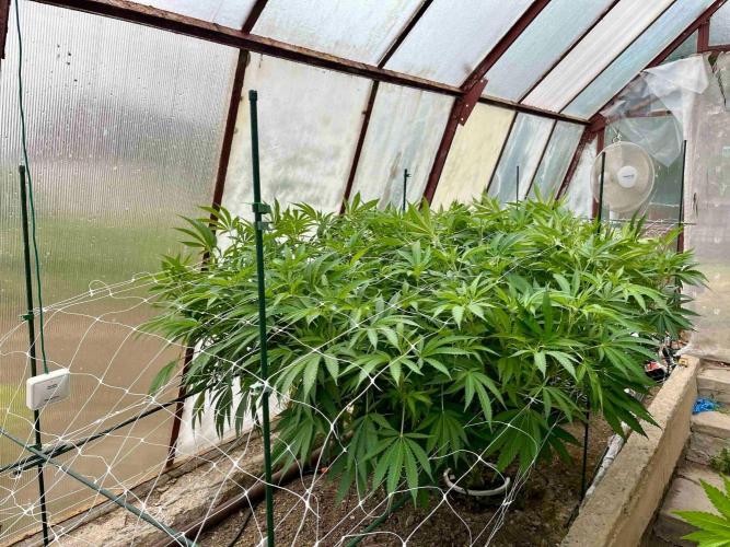 greenhouse26. Week 13 - xxx x Grandpa's Cookies #6