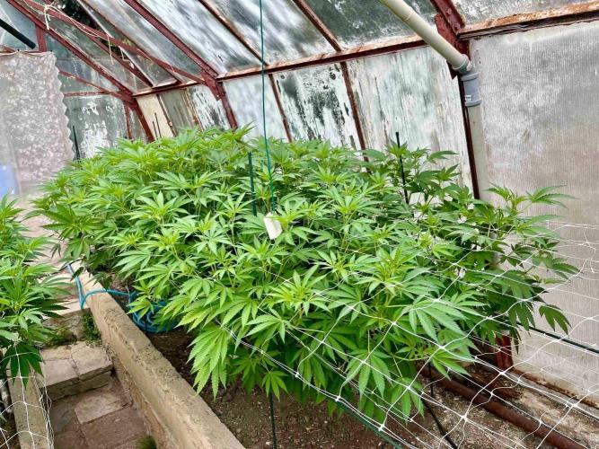 greenhouse26. Week 13 - Grape Diamonds #17 x Grandpa's Cookies #6