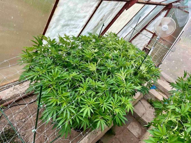 greenhouse26. Week 13 - xxx x Grandpa's Cookies #6