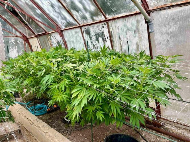greenhouse26. Week 13 - Grape Diamonds #17 x Grandpa's Cookies #6