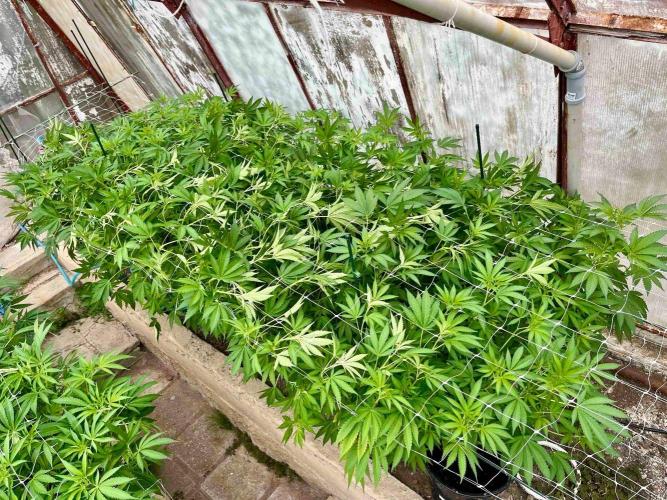 greenhouse26. Week 13 - Grape Diamonds #17 x Grandpa's Cookies #6