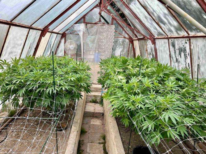 greenhouse26. Week 13