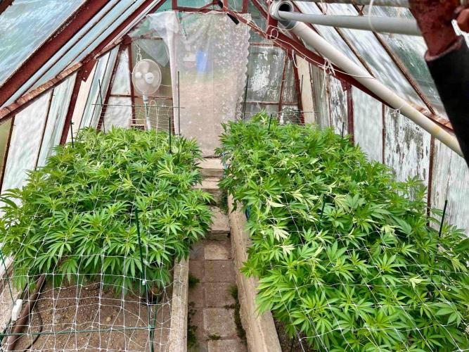 greenhouse26. Week 13