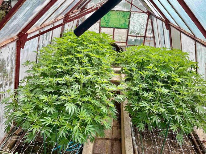greenhouse26. Week 14