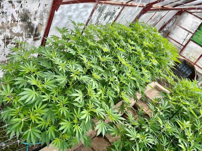 greenhouse26. Week 14 - Grape Diamonds #17 x Grandpa's Cookies #6