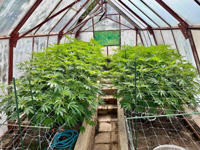 greenhouse26. Week 14