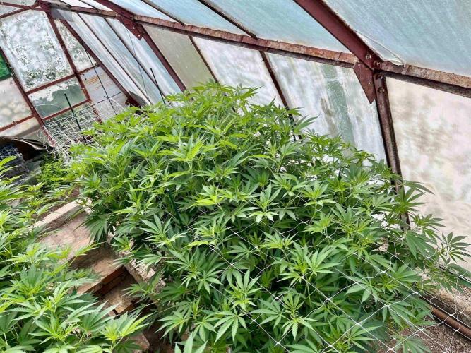 greenhouse26. Week 14 - xxx x Grandpa's Cookies #6