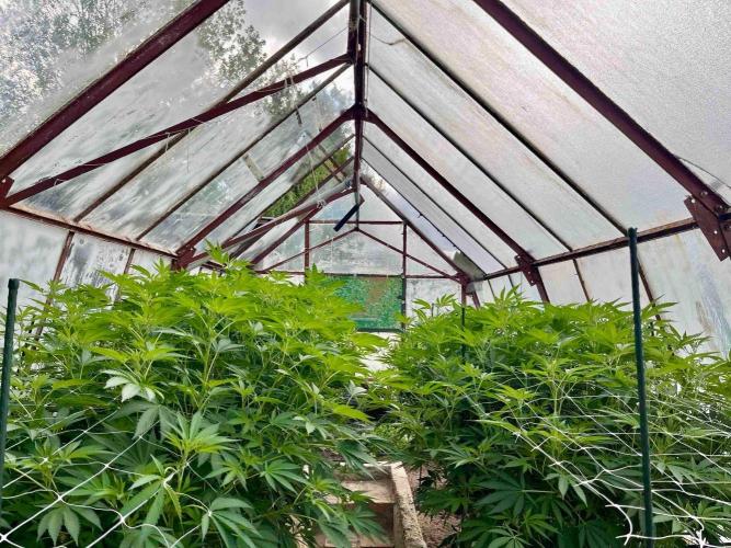 greenhouse26. Week 14