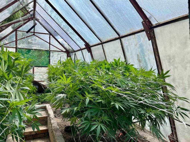 greenhouse26. Week 14 - xxx x Grandpa's Cookies #6