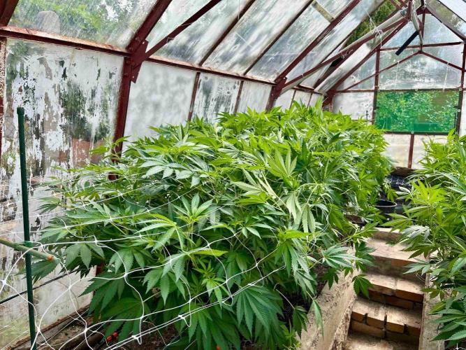 greenhouse26. Week 14 - Grape Diamonds #17 x Grandpa's Cookies #6