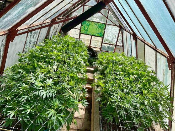 greenhouse26. Week 14