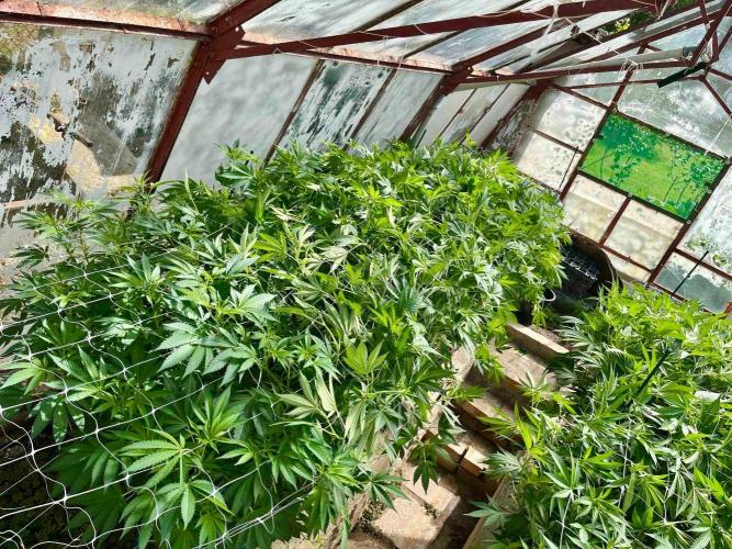 greenhouse26. Week 14 - Grape Diamonds #17 x Grandpa's Cookies #6