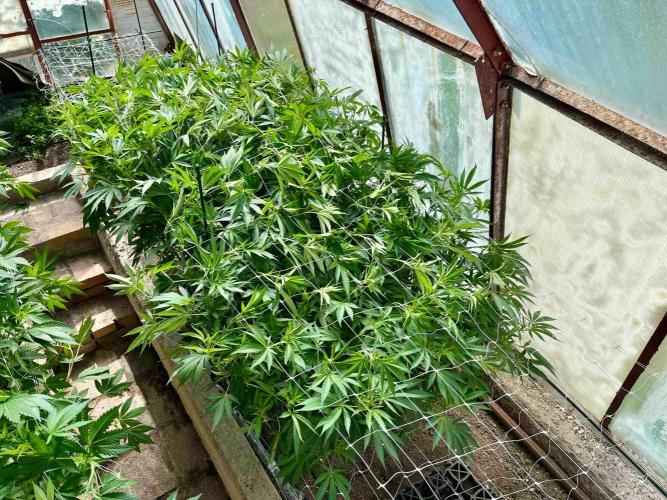 greenhouse26. Week 14 - xxx x Grandpa's Cookies #6