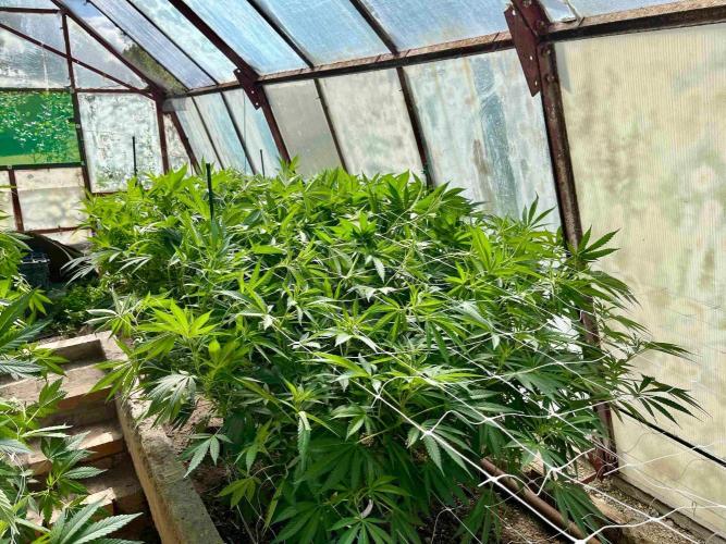 greenhouse26. Week 14 - xxx x Grandpa's Cookies #6