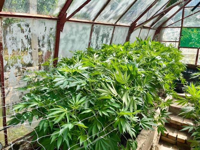 greenhouse26. Week 14 - Grape Diamonds #17 x Grandpa's Cookies #6