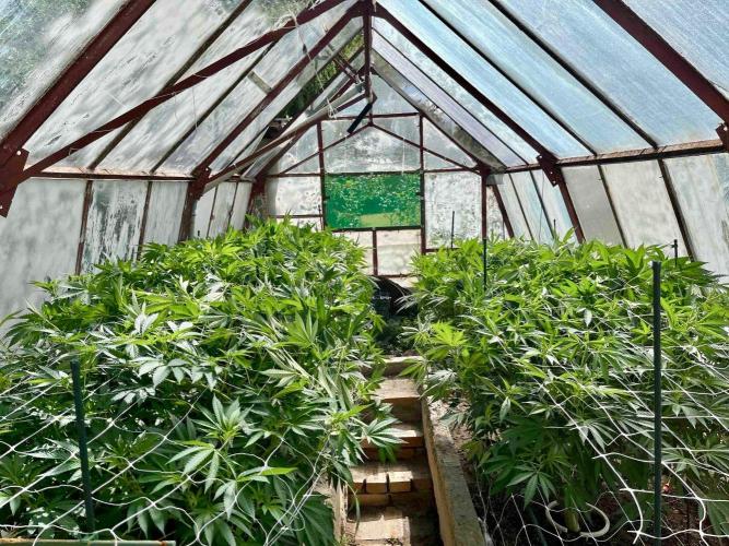 greenhouse26. Week 14