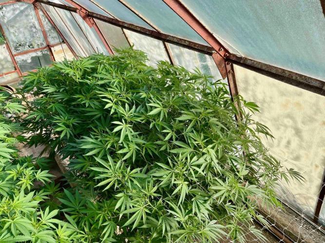 greenhouse26. Week 15 - xxx x Grandpa's Cookies #6