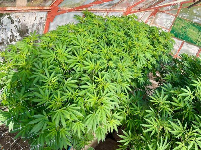 greenhouse26. Week 15 - Grape Diamonds #17 x Grandpa's Cookies #6