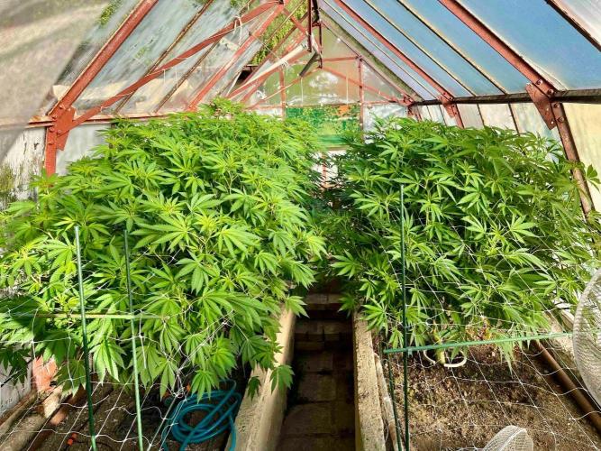 greenhouse26. Week 15