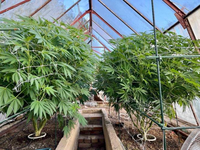 greenhouse26. Week 15