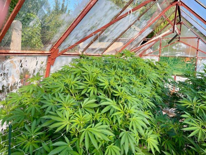 greenhouse26. Week 15 - Grape Diamonds #17 x Grandpa's Cookies #6