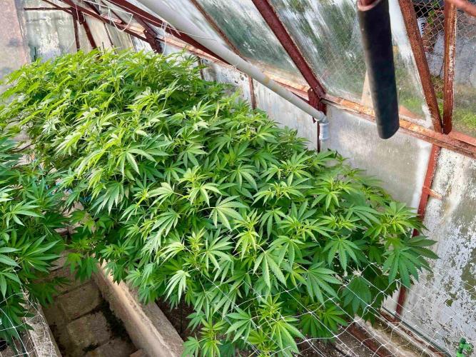 greenhouse26. Week 15 - Grape Diamonds #17 x Grandpa's Cookies #6