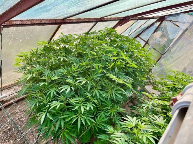 greenhouse26. Week 15 - xxx x Grandpa's Cookies #6