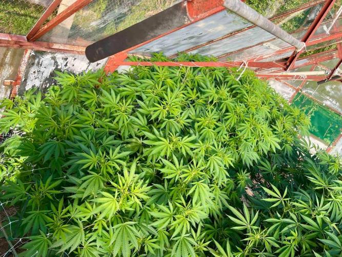 greenhouse26. Week 16 - Grape Diamonds #17 x Grandpa's Cookies #6