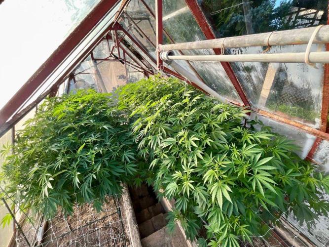 greenhouse26. Week 16