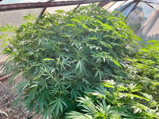 greenhouse26. Week 16 - xxx x Grandpa's Cookies #6