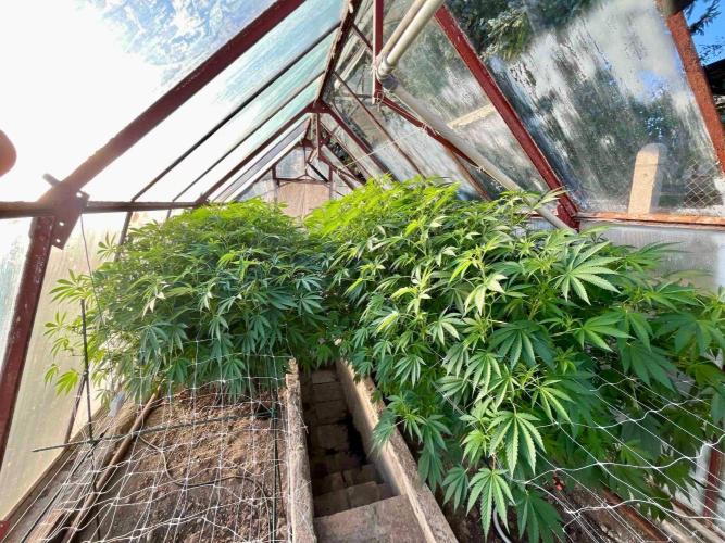 greenhouse26. Week 16