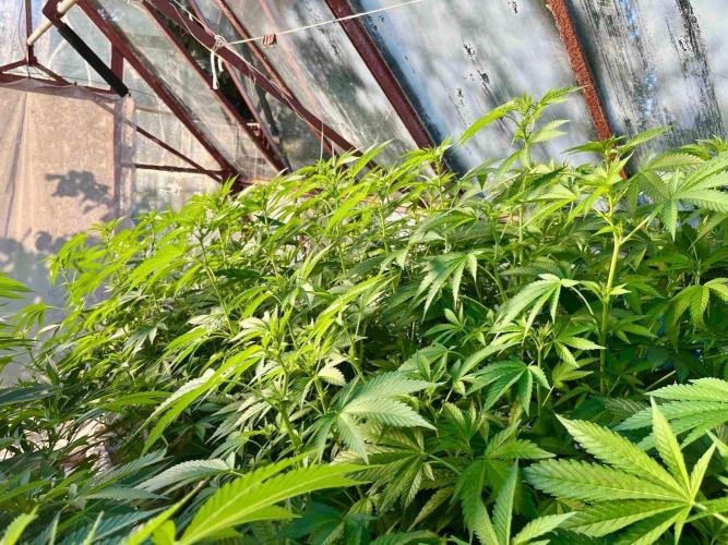 greenhouse26. Week 16 - Grape Diamonds #17 x Grandpa's Cookies #6