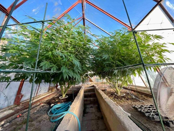 greenhouse26. Week 16