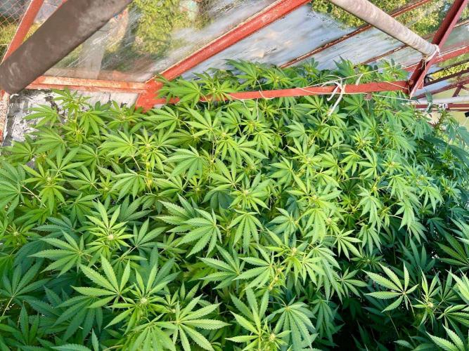 greenhouse26. Week 17 - Grape Diamonds #17 x Grandpa's Cookies #6