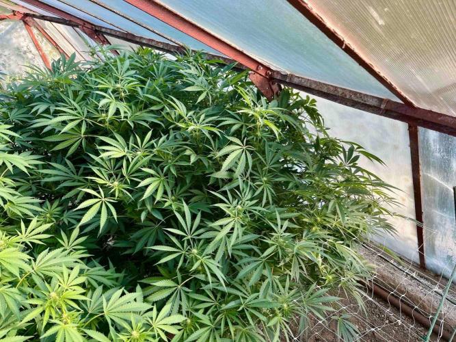 greenhouse26. Week 17 - xxx x Grandpa's Cookies #6
