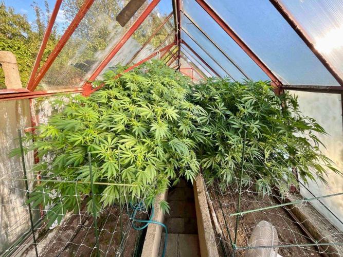 greenhouse26. Week 17