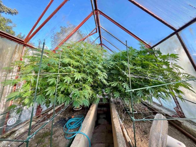 greenhouse26. Week 17