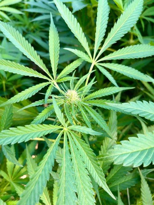 greenhouse26. Week 17 - xxx x Grandpa's Cookies #6