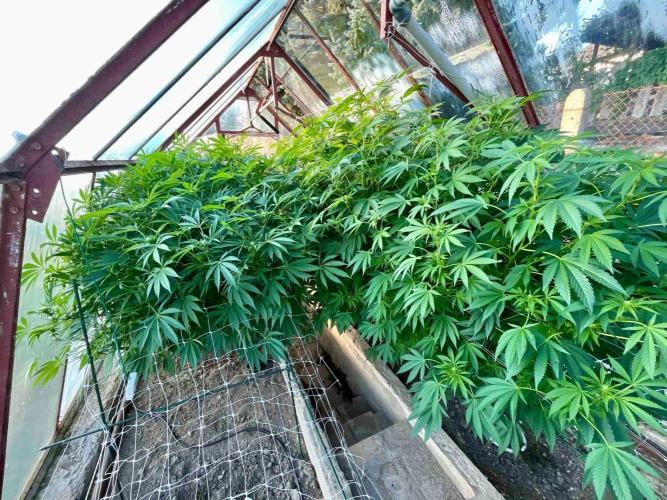 greenhouse26. Week 17
